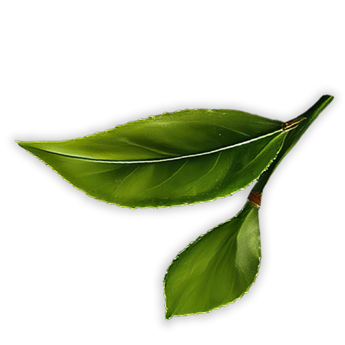 Tea Leafm